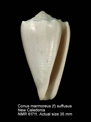 Conus marmoreus (f) suffusus (3).jpg - Conus marmoreus (f) suffususG.B.Sowerby,1870